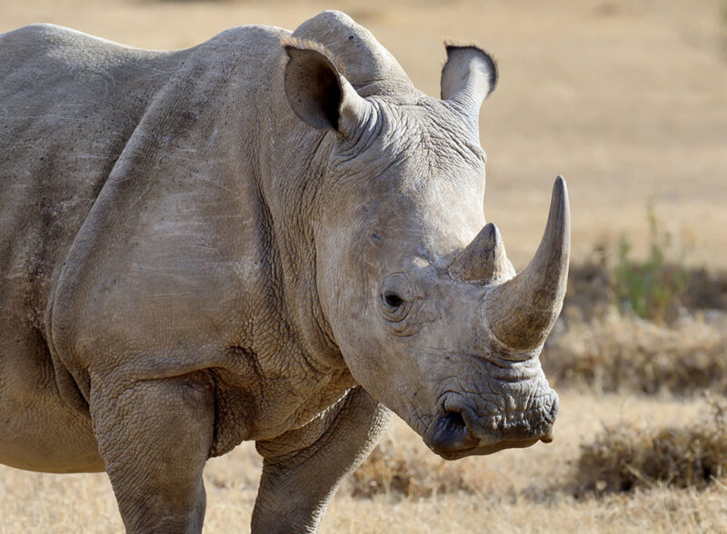 Protect the Last Remaining Rhinos from Poachers
